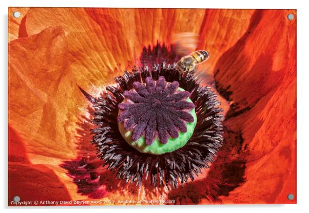 Orange Papaver Orientale Poppy with bee, close up. Acrylic by Anthony David Baynes ARPS
