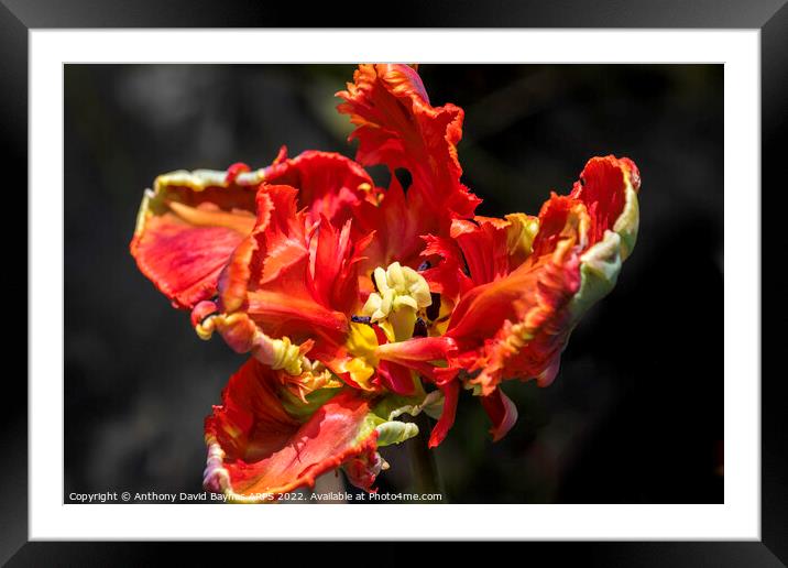 A close up of a Parrot Tulip Framed Mounted Print by Anthony David Baynes ARPS