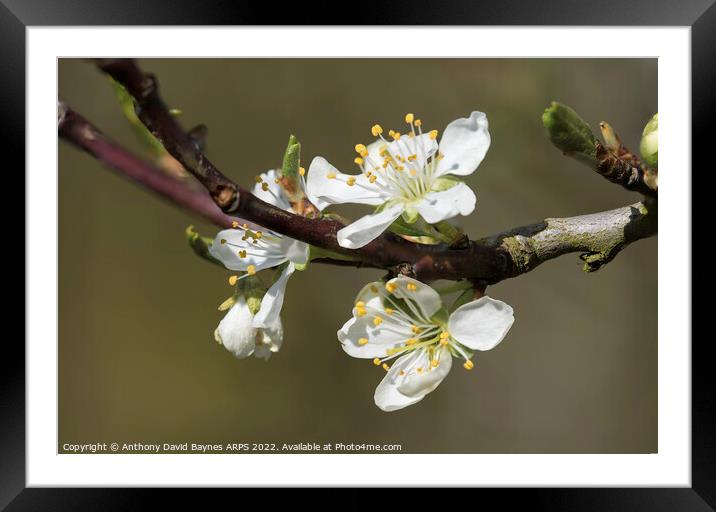 Victoria Plum blossom, close up. Framed Mounted Print by Anthony David Baynes ARPS