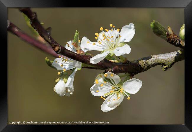 Victoria Plum blossom, close up. Framed Print by Anthony David Baynes ARPS