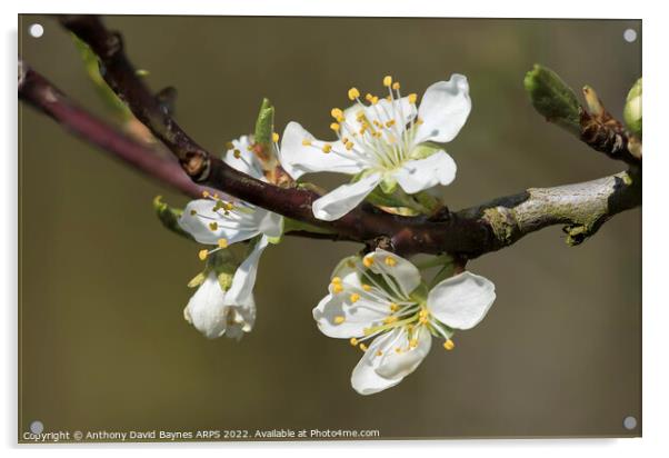 Victoria Plum blossom, close up. Acrylic by Anthony David Baynes ARPS