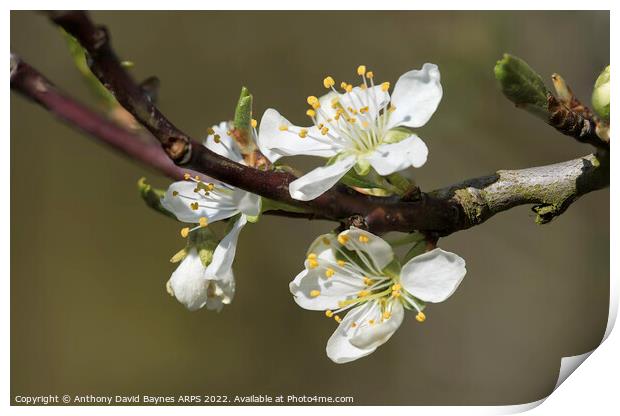 Victoria Plum blossom, close up. Print by Anthony David Baynes ARPS