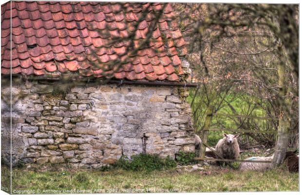 A stone barn in North Yorkshire with a sheep. Canvas Print by Anthony David Baynes ARPS