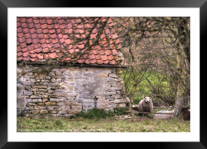A stone barn in North Yorkshire with a sheep. Framed Mounted Print by Anthony David Baynes ARPS