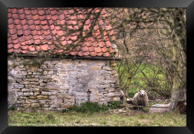 A stone barn in North Yorkshire with a sheep. Framed Print by Anthony David Baynes ARPS
