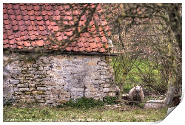 A stone barn in North Yorkshire with a sheep. Print by Anthony David Baynes ARPS