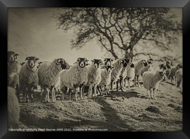 A herd of sheep standing on top of a grass covered field Framed Print by Anthony David Baynes ARPS