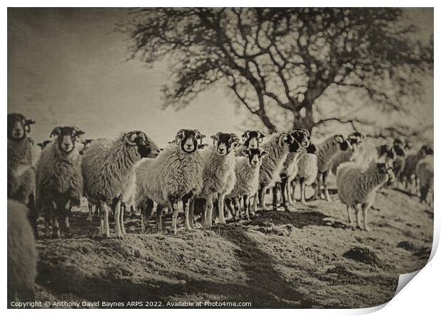 A herd of sheep standing on top of a grass covered field Print by Anthony David Baynes ARPS