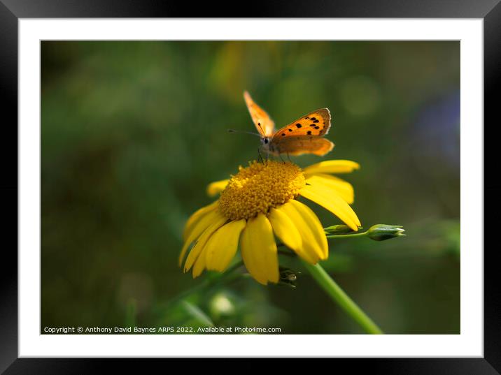 Small Copper Butterfly on a yellow daisy Framed Mounted Print by Anthony David Baynes ARPS