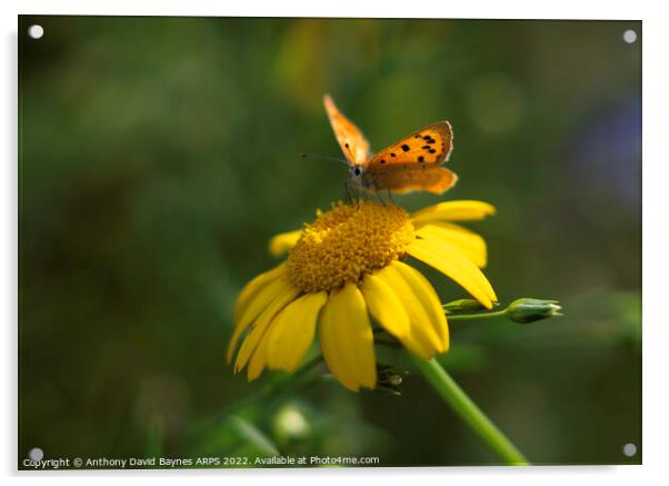 Small Copper Butterfly on a yellow daisy Acrylic by Anthony David Baynes ARPS