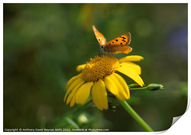 Small Copper Butterfly on a yellow daisy Print by Anthony David Baynes ARPS