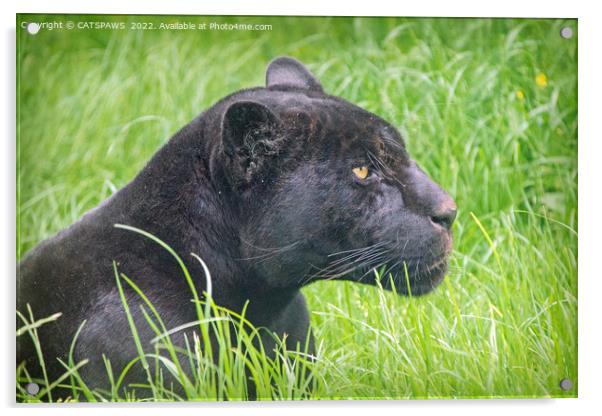 BLACK JAGUAR IN THE GRASS Acrylic by CATSPAWS 