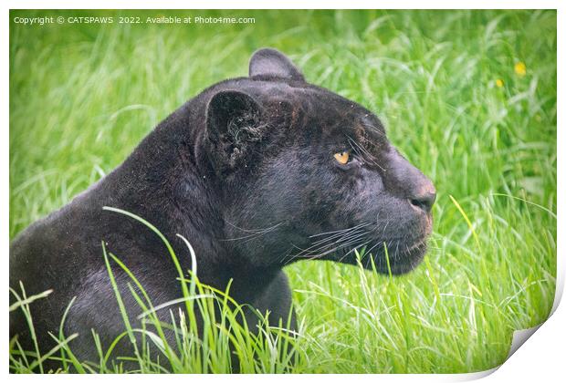 BLACK JAGUAR IN THE GRASS Print by CATSPAWS 
