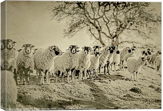 A herd of Swaledale sheep standing on top of a grass covered field, antique plate camera style Canvas Print by Anthony David Baynes ARPS