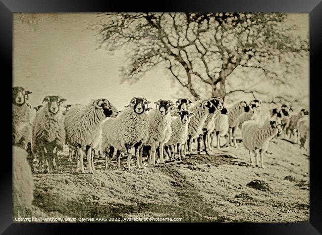 A herd of Swaledale sheep standing on top of a grass covered field, antique plate camera style Framed Print by Anthony David Baynes ARPS