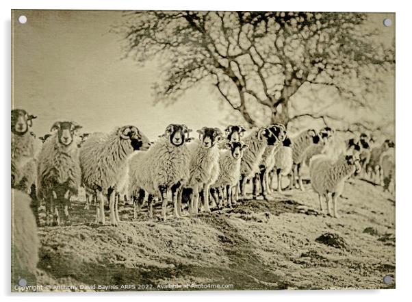 A herd of Swaledale sheep standing on top of a grass covered field, antique plate camera style Acrylic by Anthony David Baynes ARPS