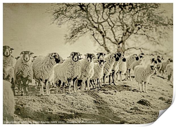 A herd of Swaledale sheep standing on top of a grass covered field, antique plate camera style Print by Anthony David Baynes ARPS
