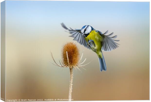 Hovering Blue tit Canvas Print by Brett Pearson