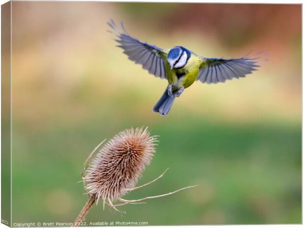 Hovering Blue tit Canvas Print by Brett Pearson
