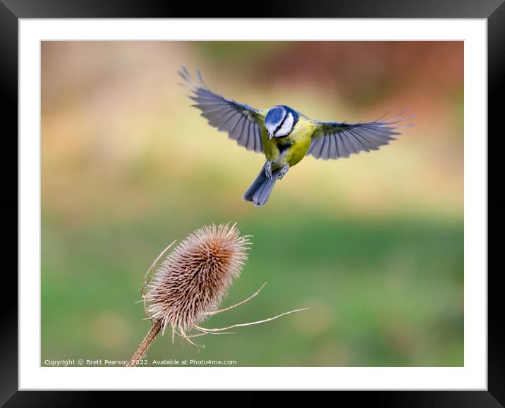 Hovering Blue tit Framed Mounted Print by Brett Pearson