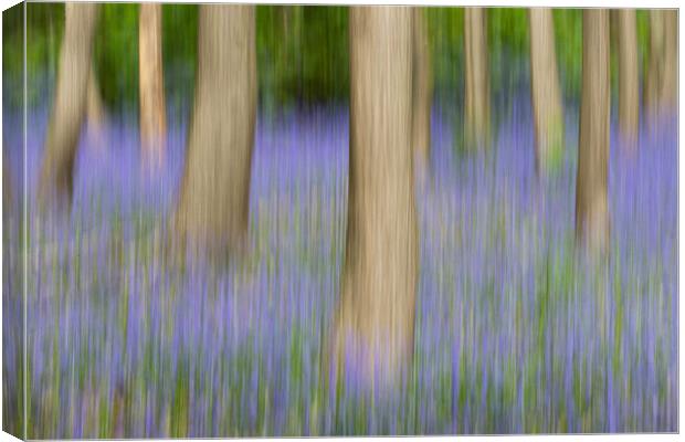 Bluebells Canvas Print by Mark S Rosser
