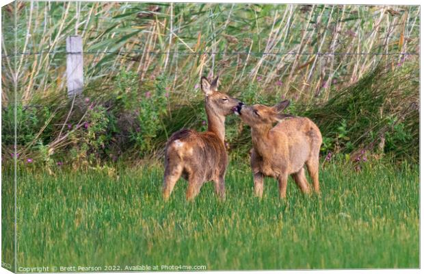 Kissing Deer Canvas Print by Brett Pearson