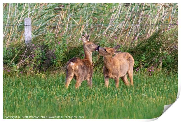 Kissing Deer Print by Brett Pearson
