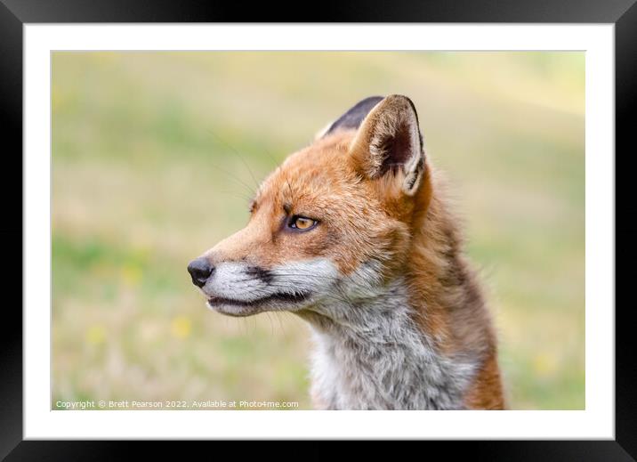 Fox portrait  Framed Mounted Print by Brett Pearson