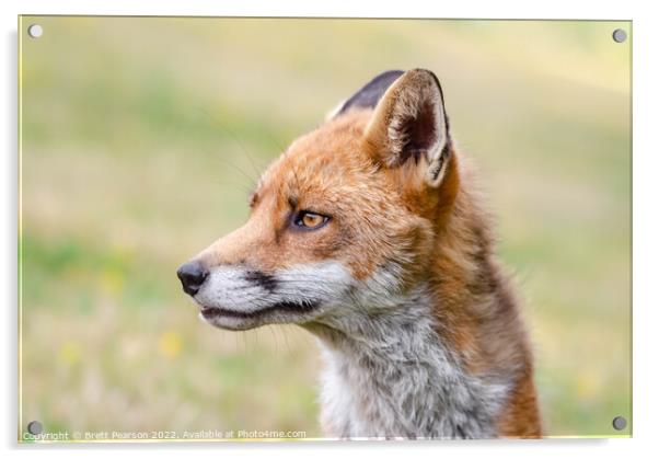 Fox portrait  Acrylic by Brett Pearson