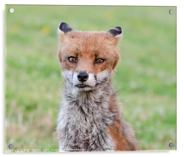 Fox portrait  Acrylic by Brett Pearson