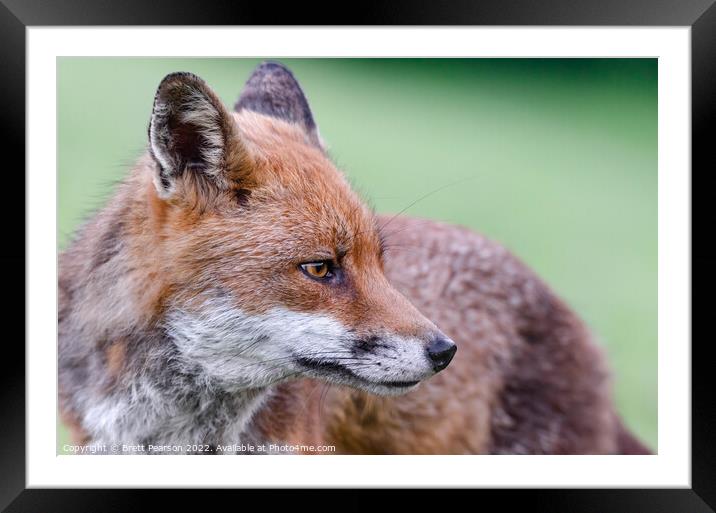 A close up of a fox Framed Mounted Print by Brett Pearson