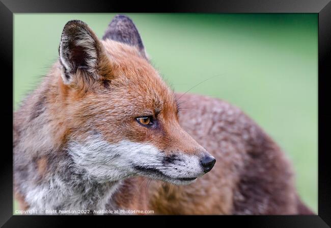 A close up of a fox Framed Print by Brett Pearson
