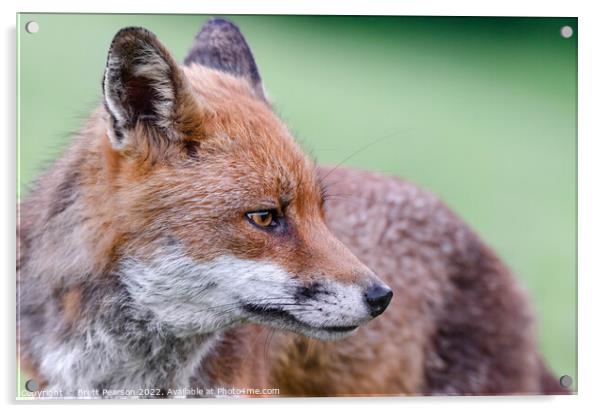 A close up of a fox Acrylic by Brett Pearson