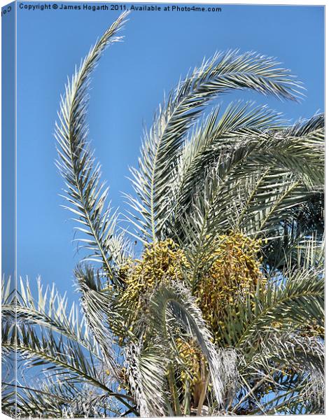 Cyprus Date Palm Canvas Print by James Hogarth