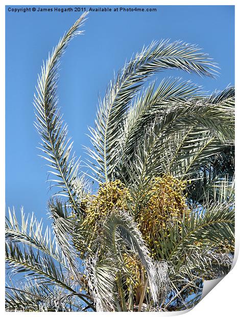 Cyprus Date Palm Print by James Hogarth