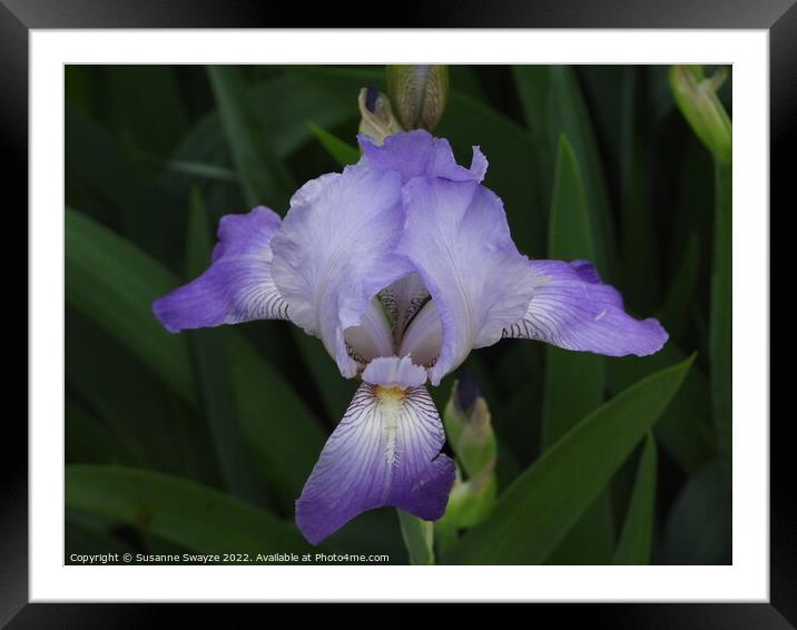 Purple Iris Framed Mounted Print by Susanne Swayze