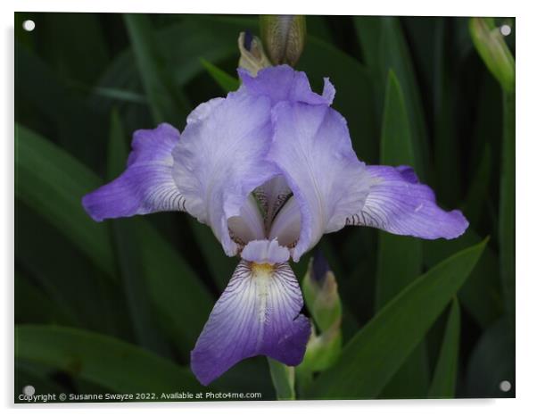 Purple Iris Acrylic by Susanne Swayze