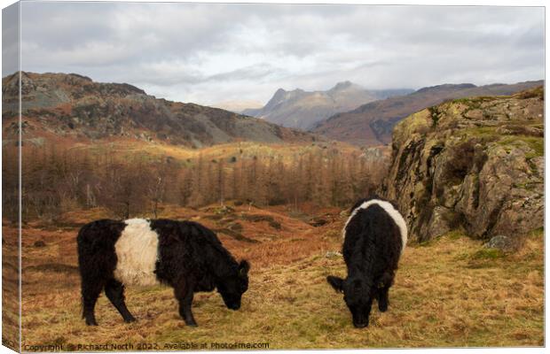 Majestic Belted Galloways grazing with stunning mo Canvas Print by Richard North