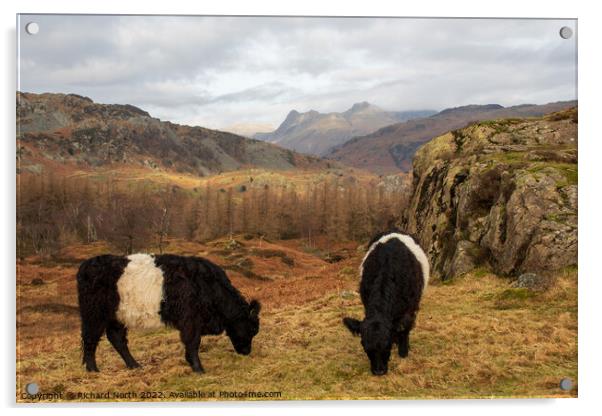Majestic Belted Galloways grazing with stunning mo Acrylic by Richard North