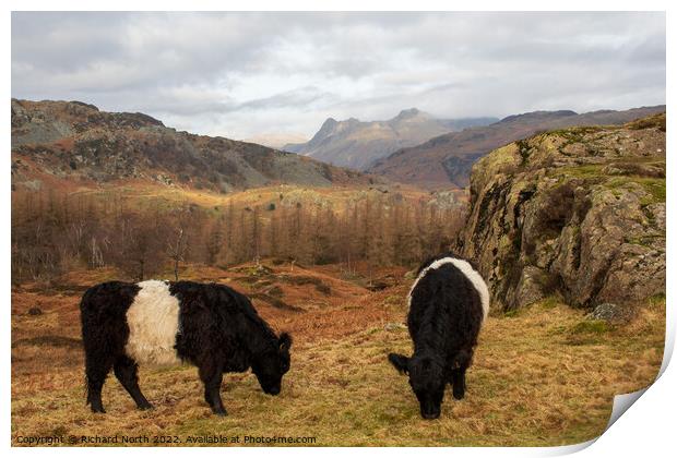 Majestic Belted Galloways grazing with stunning mo Print by Richard North