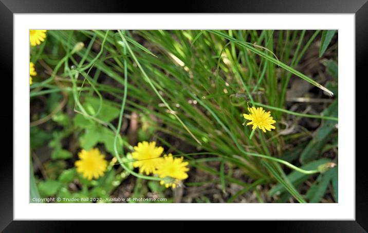 Dandelion Framed Mounted Print by Trudee Ball