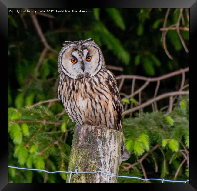 Silent Spectacle Framed Print by tammy mellor