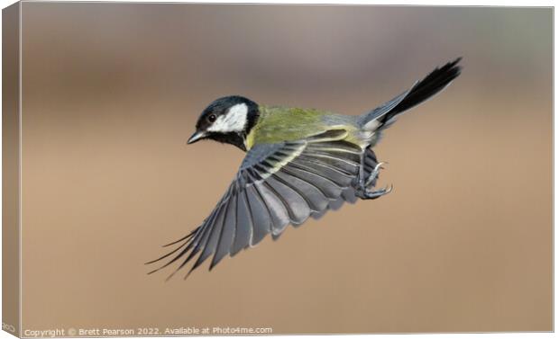 Great tit Canvas Print by Brett Pearson