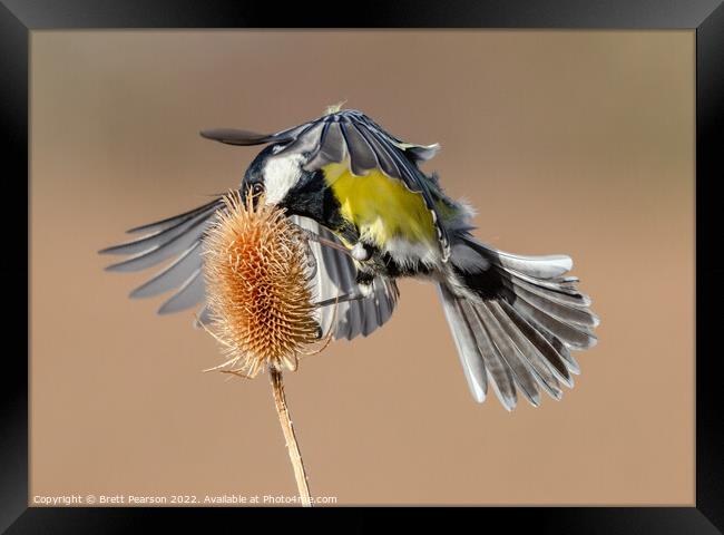 Great tit Framed Print by Brett Pearson