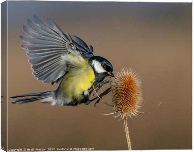 Great tit Canvas Print by Brett Pearson