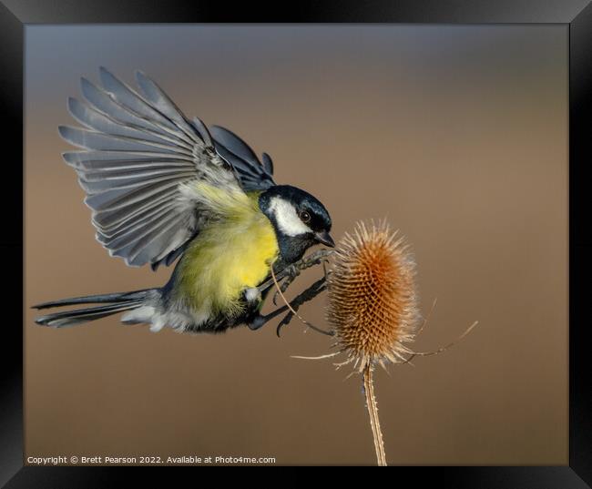 Great tit Framed Print by Brett Pearson