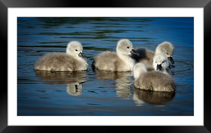 Cygnets Framed Mounted Print by Cecil Owens