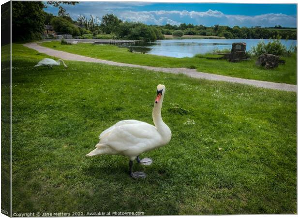 Swan by the Lake Canvas Print by Jane Metters