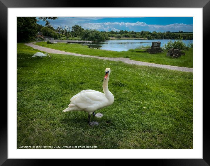 Swan by the Lake Framed Mounted Print by Jane Metters