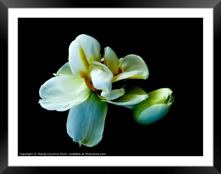 White Tulips Framed Mounted Print by Maciej Czuchra